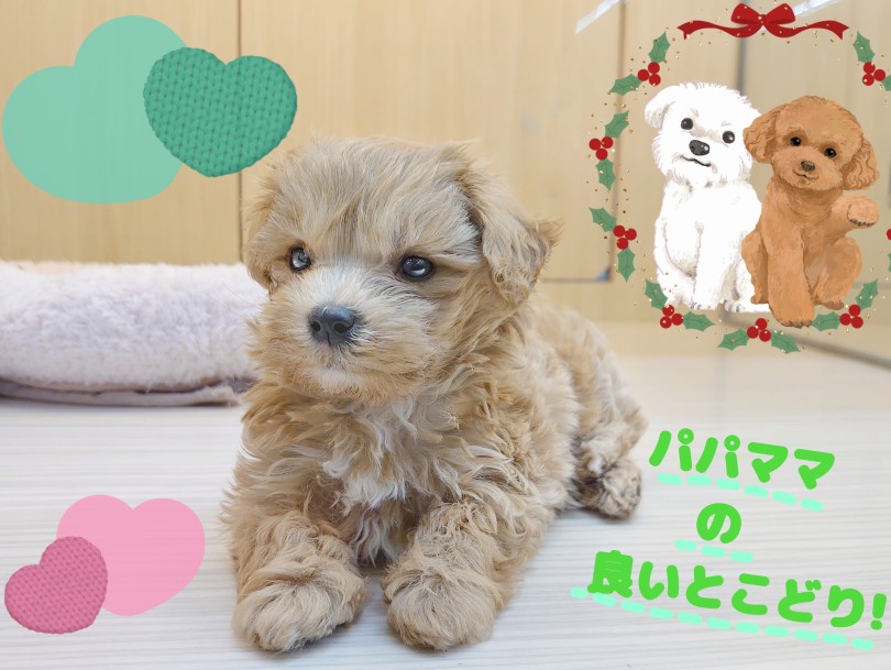 両親の良いとこどり!! 飼いやすい性格♡ | MIX犬 マルプー （413151） - さいたま 武蔵浦和店