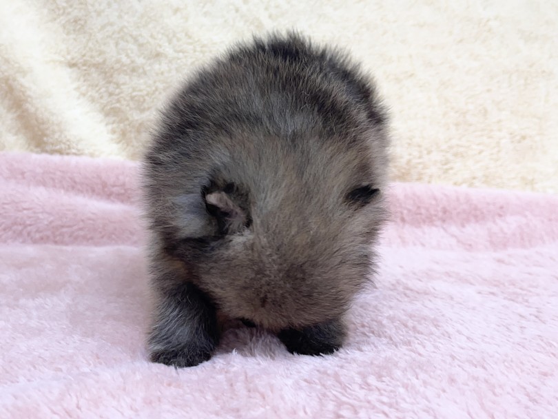 まん丸フワフワボディにお耳がかくれんぼ♡ | ポメラニアン （06-14） - 横浜 大倉山店