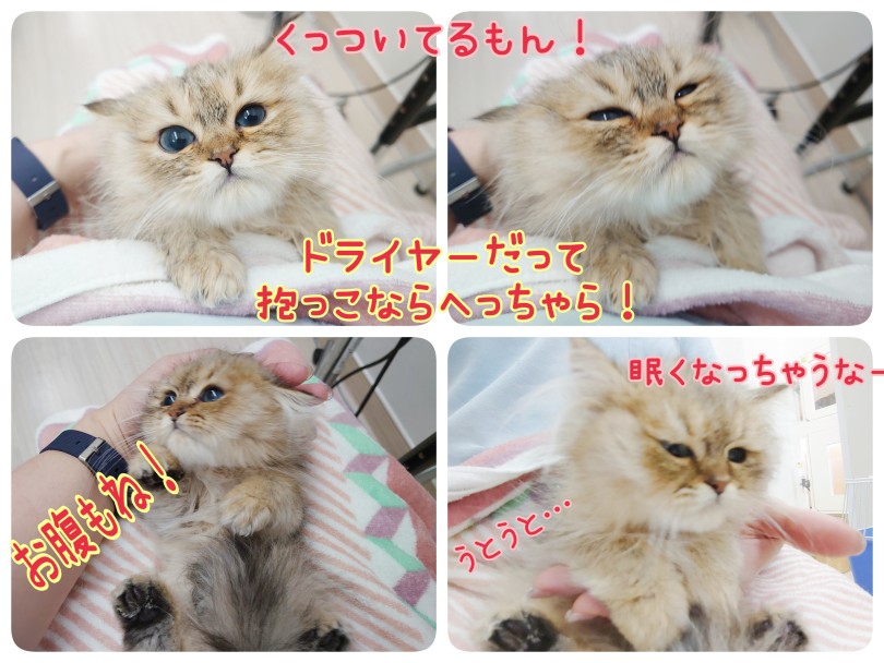 ドライヤーだってへっちゃら！ | ペルシャ （130466） - 高井戸店