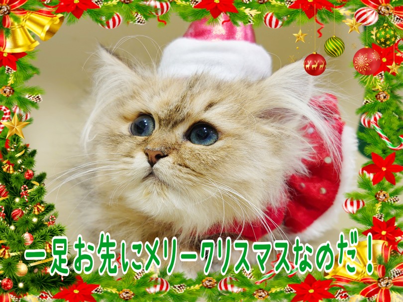 おまけ：一足先にメリークリスマス | ペルシャ （130466） - 高井戸店