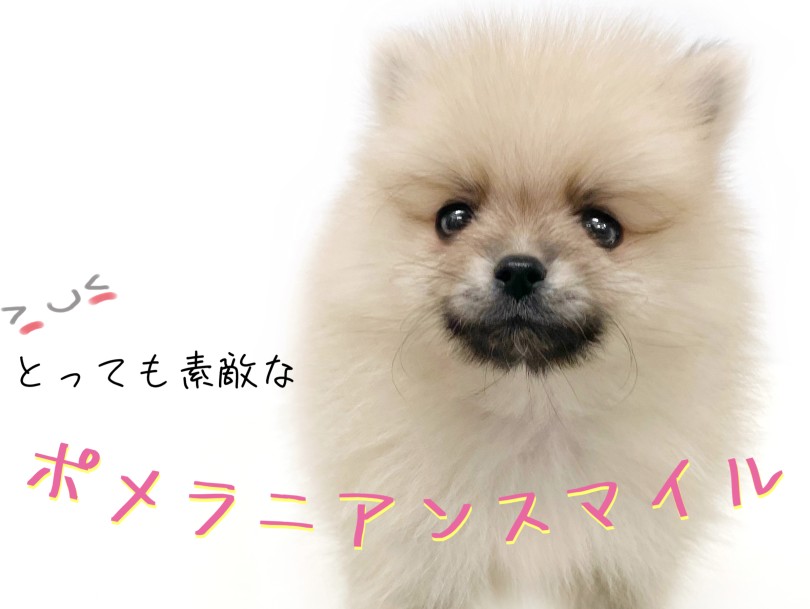 ポメラニアンスマイルがとってもキュート | ポメラニアン （19-1） - 東川口店