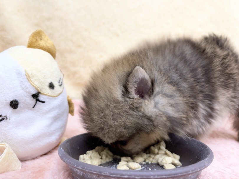 クマコに見守られてのモグモグタイム♡ | ポメラニアン （06-14） - 横浜 大倉山店