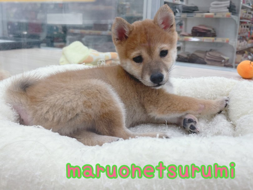 豆柴ちゃんの事が気になった方は是非一度、マルワン横浜 鶴見店にお越しください | 豆柴 (07-3) - 横浜 鶴見店