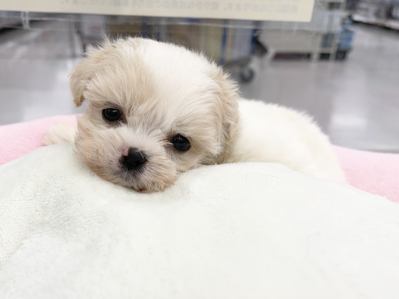 ベッドの上でジーッと人間ウォッチングをしているMIXちゃんもめちゃくちゃ可愛いですよ♡ | MIX犬 マルシーズ （05-1） - 本羽田店