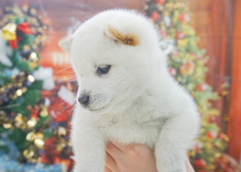 チャームポイントのまつげ！！ | 白柴 柴犬 （06-6） - 横浜 大倉山店