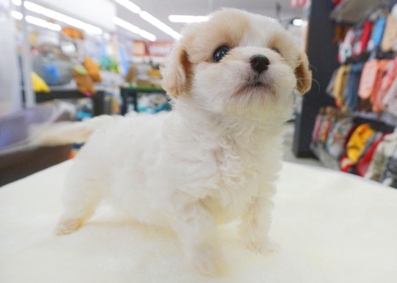 足短いっ！！よちよち歩きに胸キュン！！ | MIX犬 キャバション （横浜 大倉山店） - 06-1