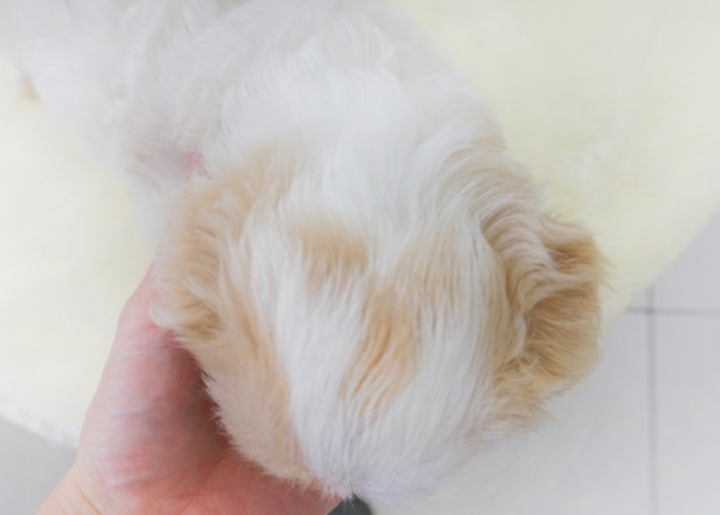 ブレナムスポットが3つもある？！ | MIX犬 キャバション （横浜 大倉山店） - 06-1
