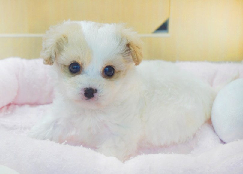 大人気すぎるキャバションちゃん！！ | MIX犬 キャバション （横浜 大倉山店） - 06-1