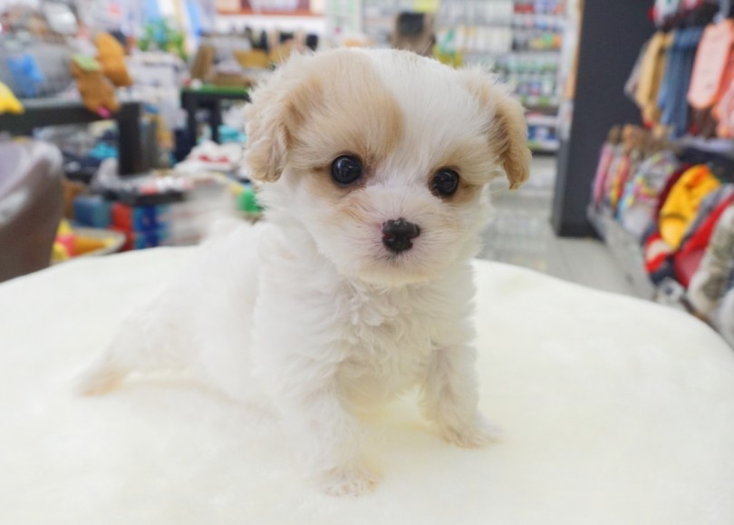 柔らかいブレンハイムカラー | MIX犬 キャバション （横浜 大倉山店） - 06-1