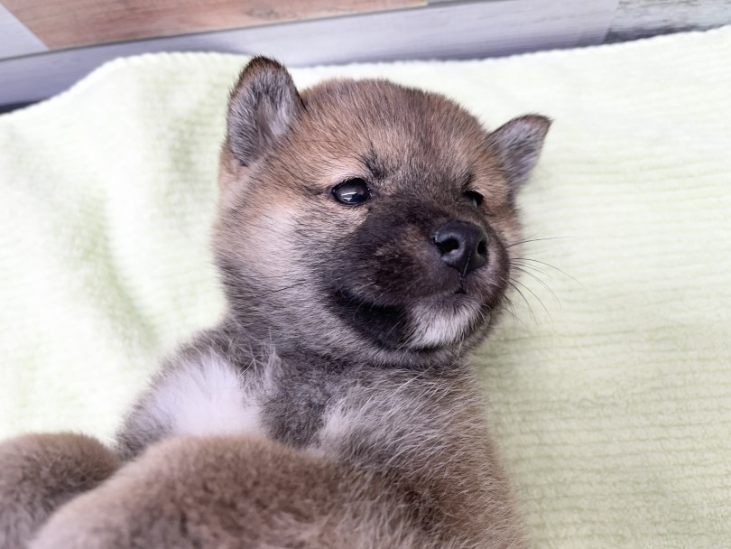 お腹を撫でるとずっと転がる柴子ちゃん♡ | 柴犬 （05-6） - 本羽田店