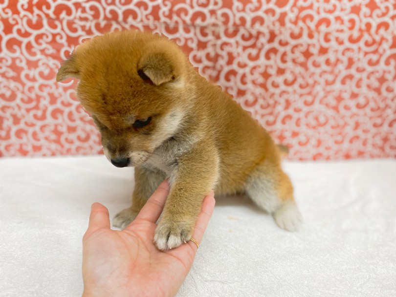 ドスコイボディを支える四肢も太くしっかりとしています | 柴犬 （06-4） - 横浜 大倉山店