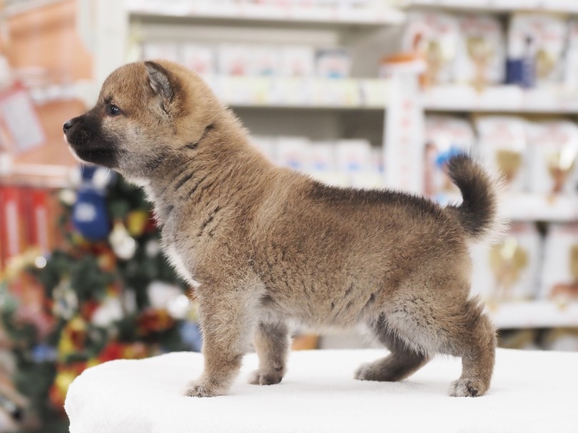 視線の先には何が見えているのかな♡ | 柴犬 （05-6） - 本羽田店