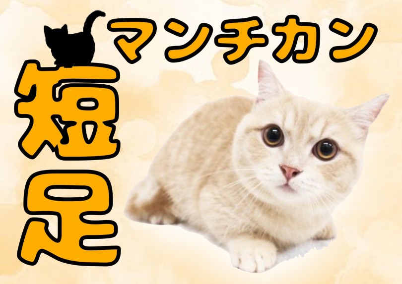 【 マンチカン 】まん丸・短足・甘えん坊スタッフ歓喜のデレにゃんこ！
