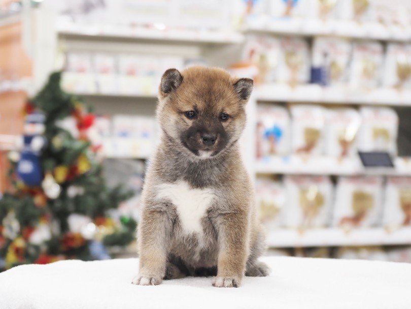 胸のホワイトカラーにも注目♡ | 柴犬 （05-6） - 本羽田店