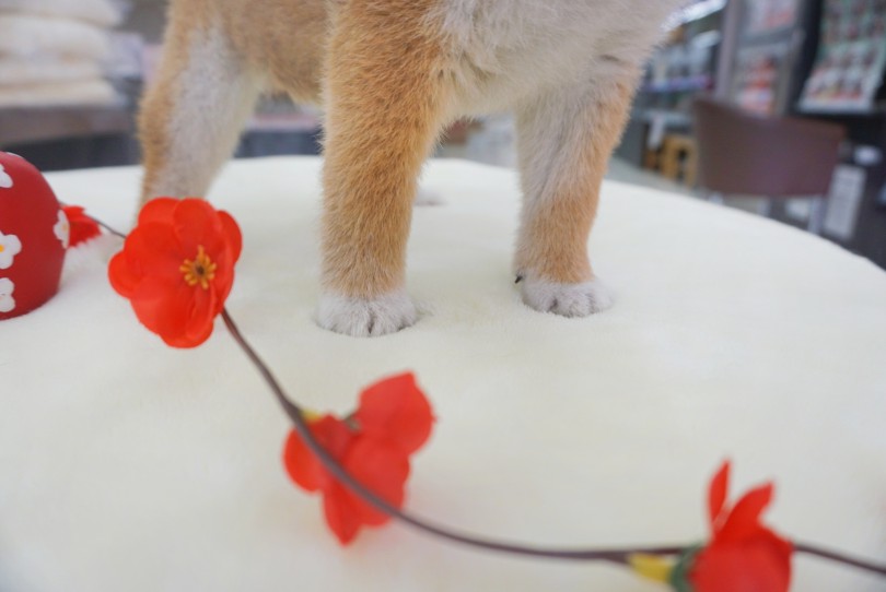 足先にちょこんと履いた足袋！ | 柴犬 （06-13） - 横浜 大倉山店