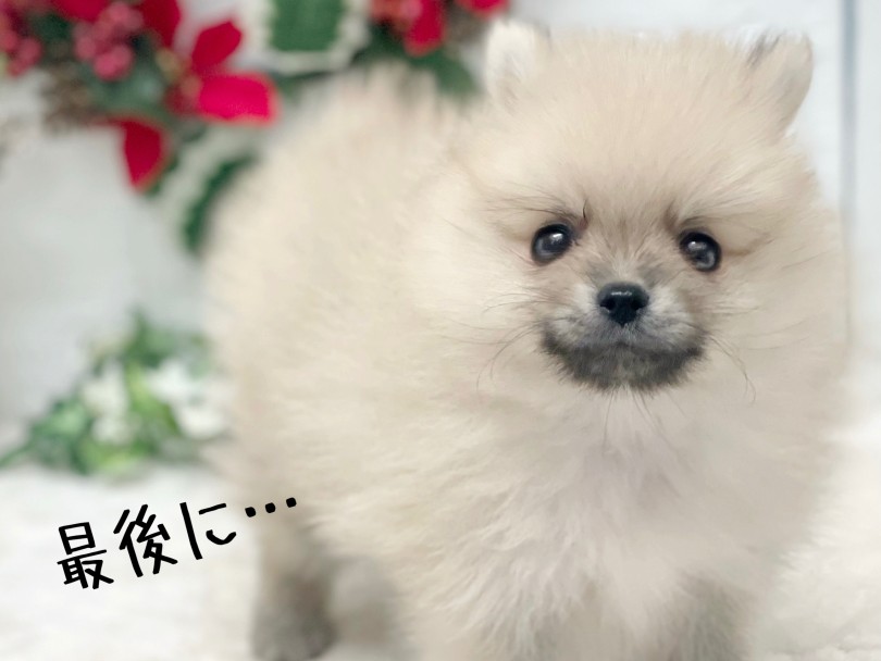とても人懐っこく元気いっぱい | ポメラニアン （19-1） - 東川口店
