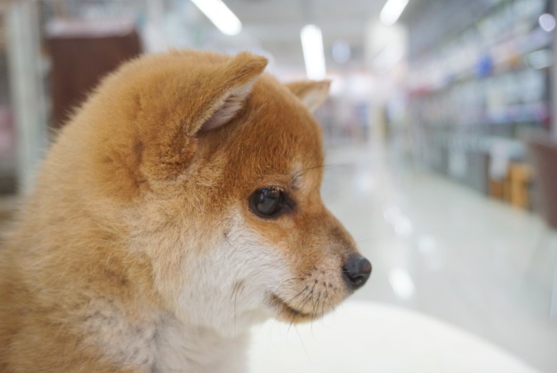 ピコンと立ち上がった小さめなお耳♪ | 柴犬 （06-13） - 横浜 大倉山店