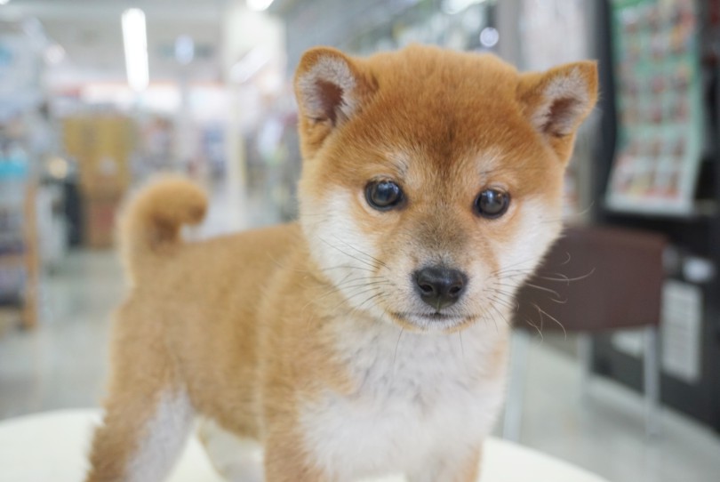 しっかりとした体格と美しい立ち込み姿 | 柴犬 （06-13） - 横浜 大倉山店