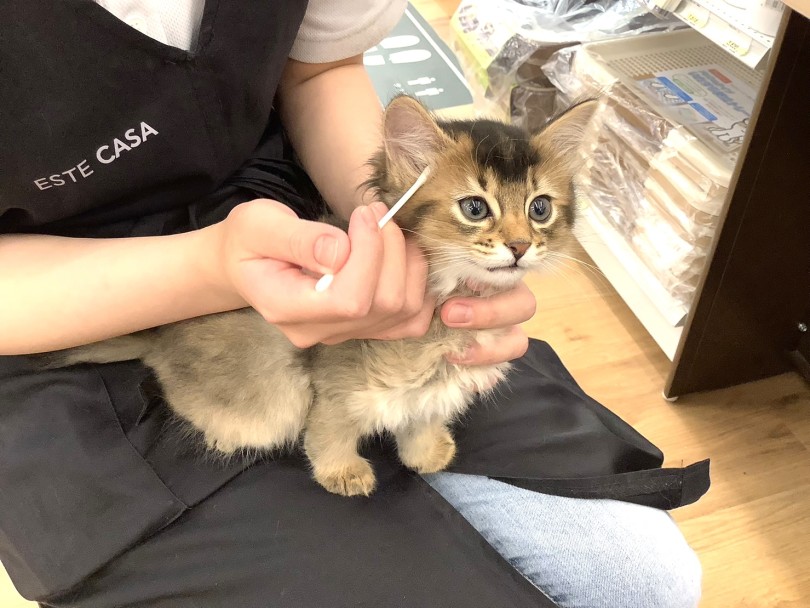 猫ちゃんのお手入れは『馴れ』です。 | ソマリ (14-1) - 城山店