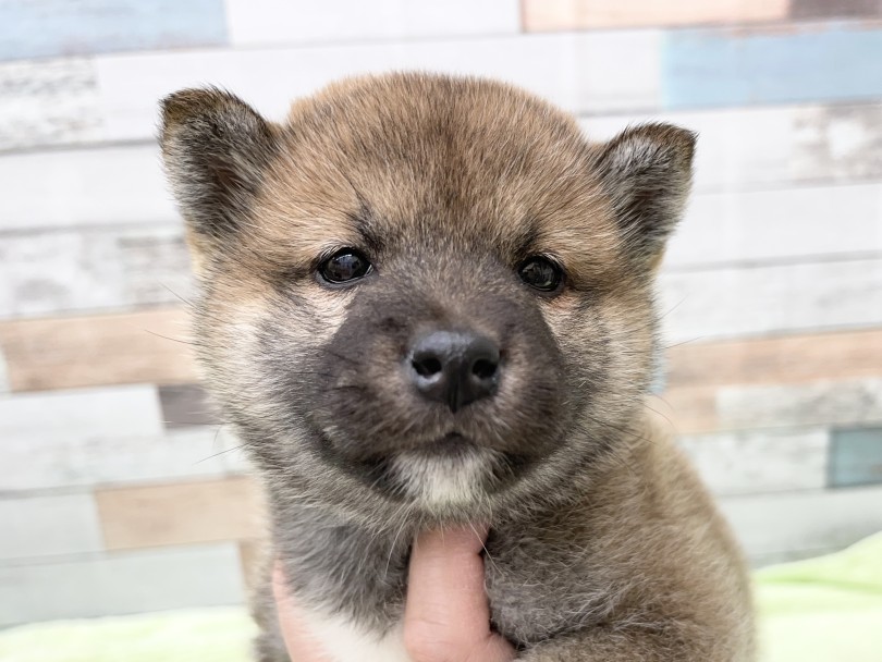 ちょこんとついたお耳が可愛い♡ | 柴犬 （05-6） - 本羽田店