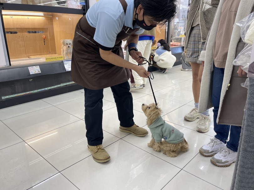 アイコンタクトをしながら | Mr.Kのドッグトレーニング（マルプー編） - 横浜 大倉山店