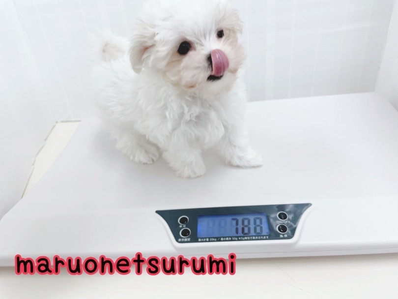 生後2ヵ半にして788g！ミニミニサイズのマルちゃん！ | マルチーズ （07-6） - 横浜 鶴見店