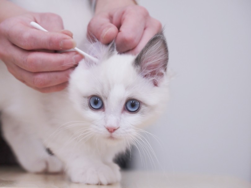 このラグドールちゃん、性格の良さ・お手入れ馴れの良さはナンバーワン | 猫の耳そうじ - 本羽田店