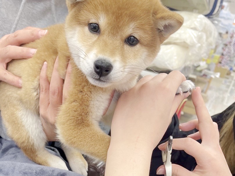 爪切り編 | 柴犬との暮らし - 横浜 大倉山店