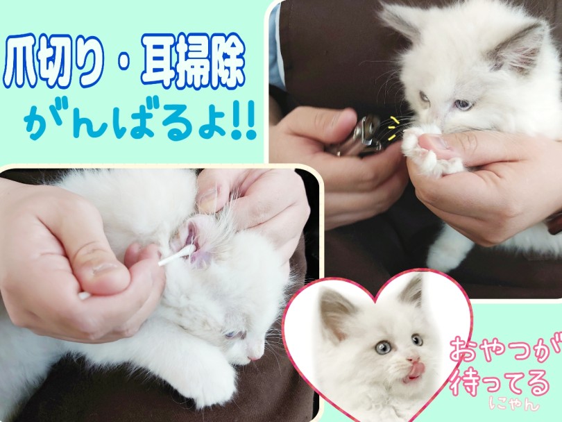 小さい子猫のうちからお手入れに馴れを進めています | ラグドール （04-13） - さいたま 武蔵浦和店