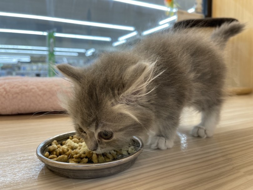 お上品な食べ方をしています | ノルウェージャンフォレストキャット （08-7） - 大和 相模大塚店