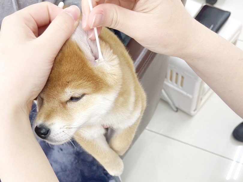 耳掃除編 | 柴犬との暮らし - 横浜 大倉山店