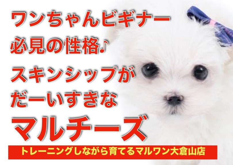 【 マルチーズ 】室内犬の元祖！スキンシップが大好きで育てやすいポテンシャル！