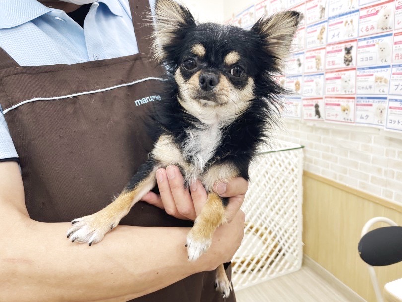 何時間でも抱っこさせてくれそうな程抱っこが大好き | チワワ （713866） - 横浜 鶴見店