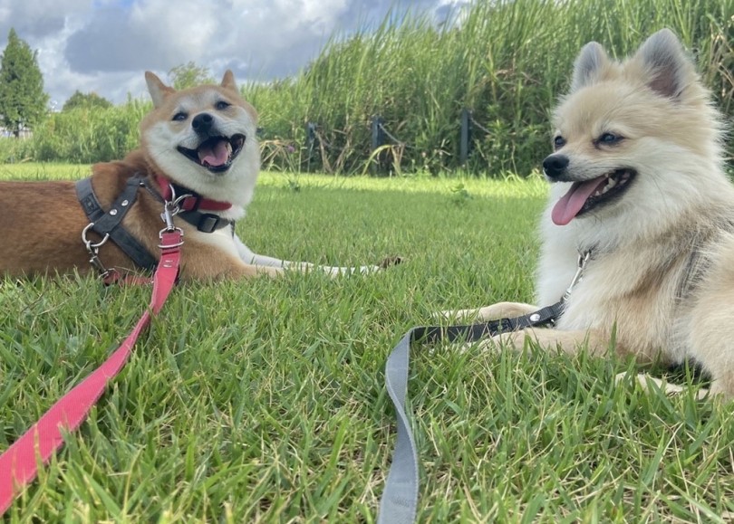 手探りの多頭飼いライフは想定外の事もありました | 豆柴＆ポメラニアンとの多頭生活をマルワン大倉山店ユーザーに直撃！ -  横浜 大倉山店