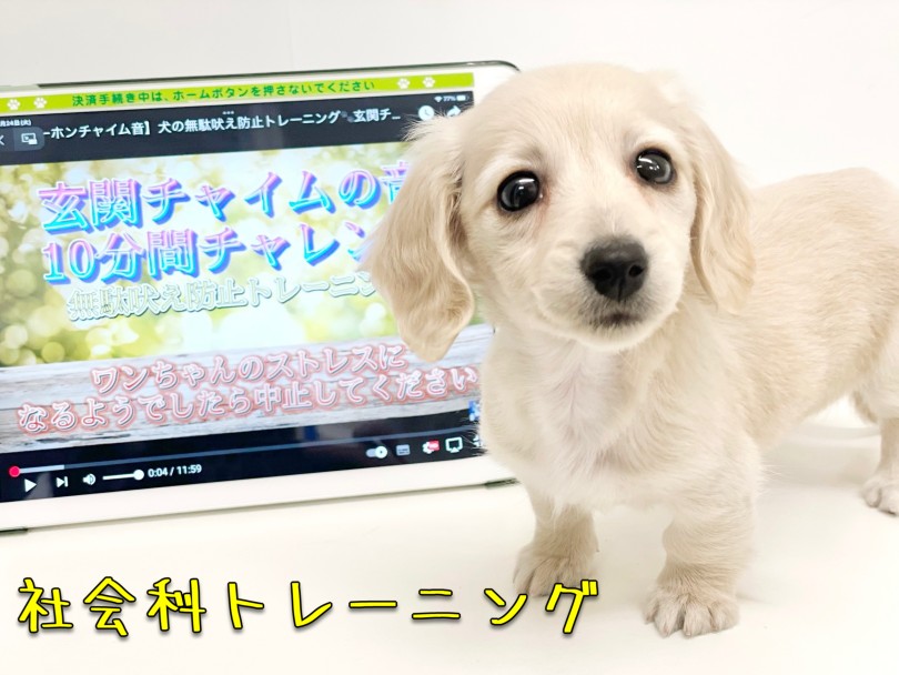 子犬の時期から社会性を学ぼう | ミニチュア・ダックスフント （19-13） - 東川口店