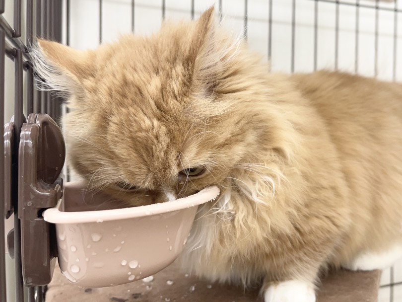 ハンモック大好きミヌエットちゃん♡ | 愛犬＆愛猫の健康管理 - 本羽田店