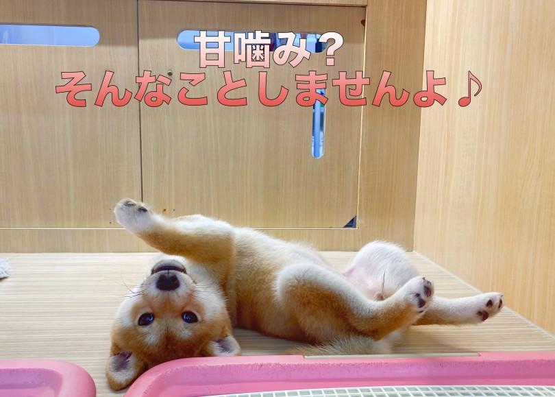 甘噛みをほとんどしてこない！ワンちゃん初心者の方も安心！ | 柴犬 （06-13） - 横浜 大倉山店