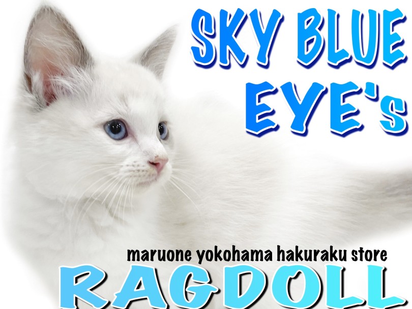 【 ラグドール 】透き通ったブルーの瞳！柔らかくゴージャスな被毛！美猫降臨