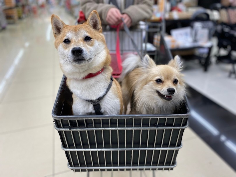 多頭飼いを始めるにあたって | 豆柴＆ポメラニアンとの多頭生活をマルワン大倉山店ユーザーに直撃！ -  横浜 大倉山店