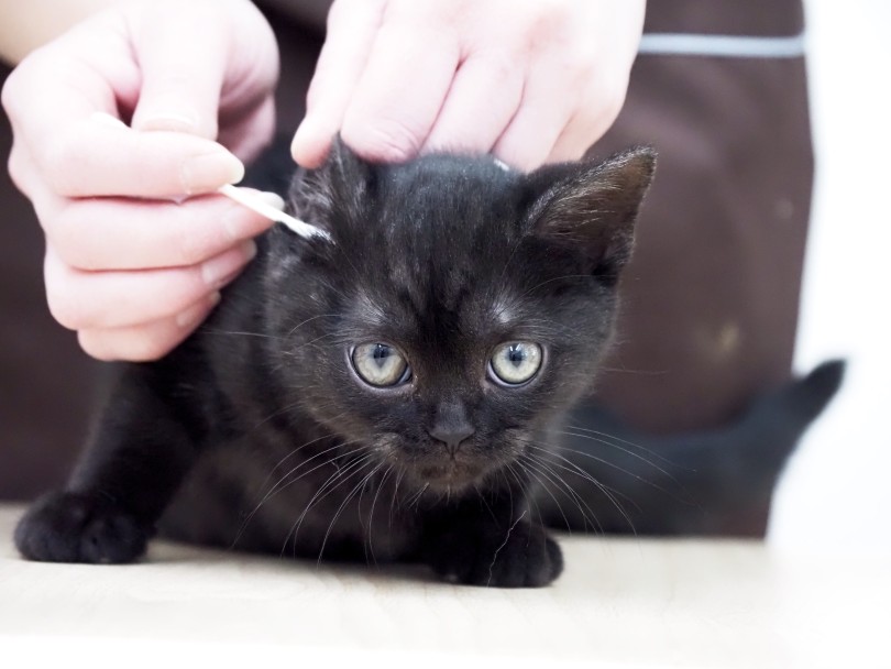 徐々に馴れてきたブラックスモークアメショーちゃん！ | 猫の耳そうじ - 本羽田店