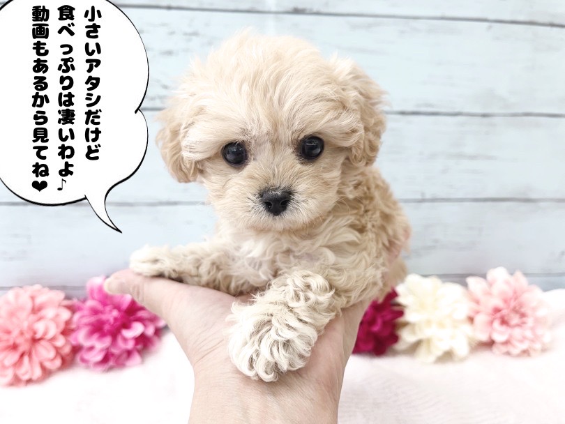 現在の体重は650g 片手の上に乗ってしまうサイズ | MIX犬 キャバプー （05-11） - 本羽田店