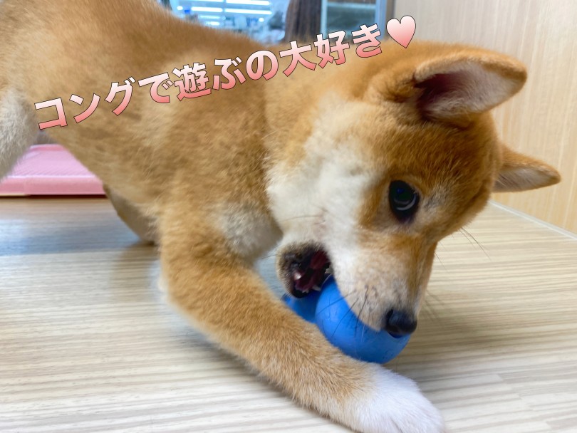 小型犬の中でも犬歯が太い | 柴犬 （06-13） - 横浜 大倉山店