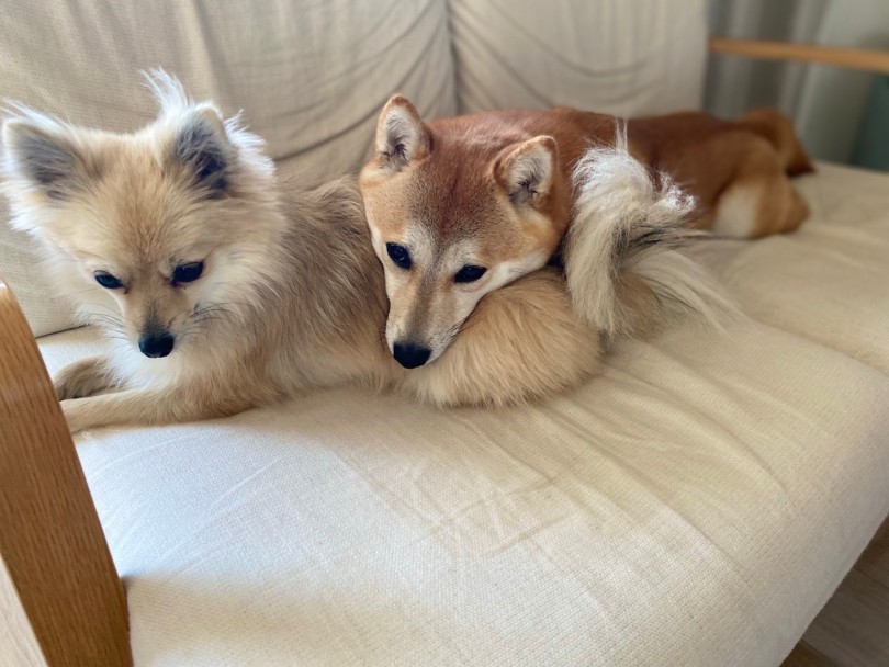 控えめに言って多頭飼い幸せです！ | 豆柴＆ポメラニアンとの多頭生活をマルワン大倉山店ユーザーに直撃！ -  横浜 大倉山店