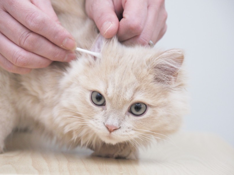 もはや耳そうじには全く動じないベテラン！ラガマフィンちゃん！ | 猫の耳そうじ - 本羽田店