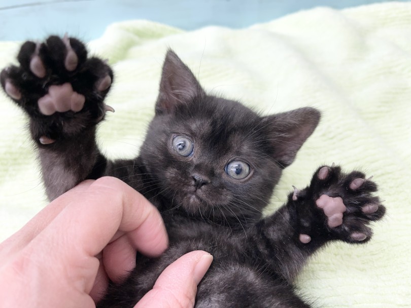 頭も良く賢いためしつけもしやすいので初めて猫ちゃんをお迎えする方にもおすすめできる猫ちゃん | アメリカンショートヘア （05-8） - 本羽田店