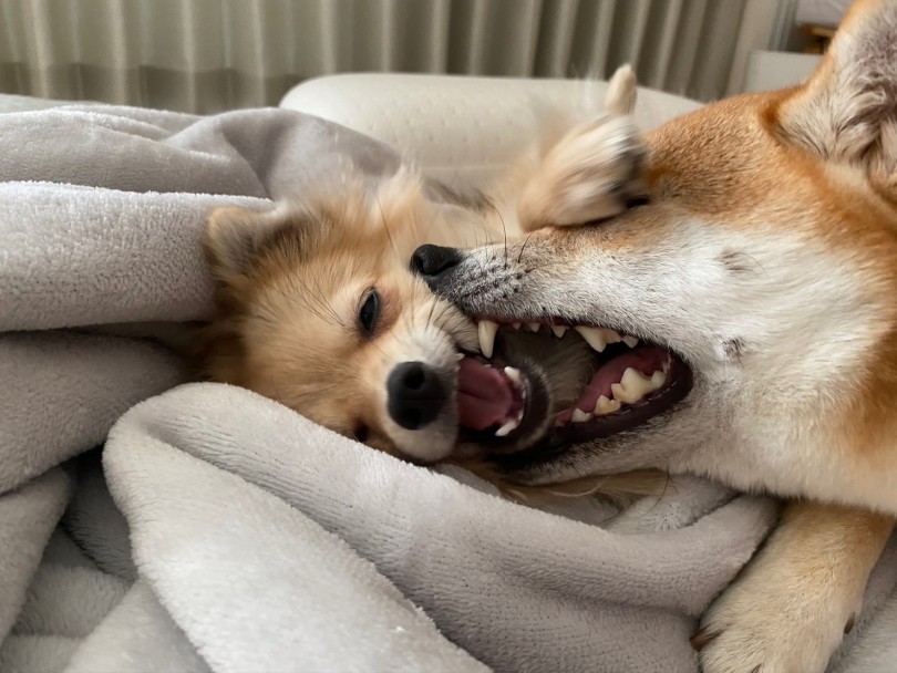 先住犬への接し方で気をつけたことやポイント | 豆柴＆ポメラニアンとの多頭生活をマルワン大倉山店ユーザーに直撃！ -  横浜 大倉山店