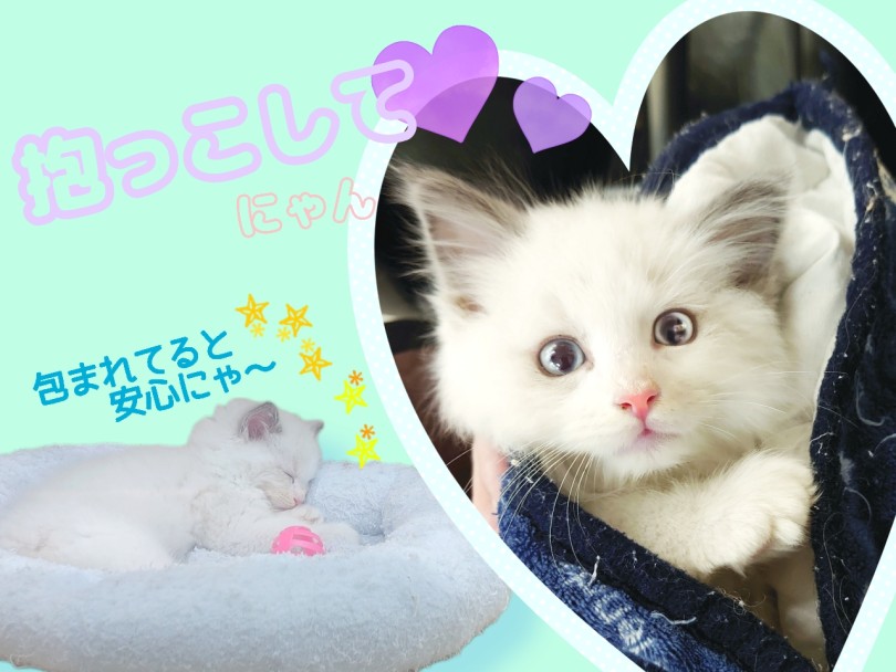 名前の通り「ぬいぐるみ」のように大人しく抱っこさせてくれます | ラグドール （04-13） - さいたま 武蔵浦和店