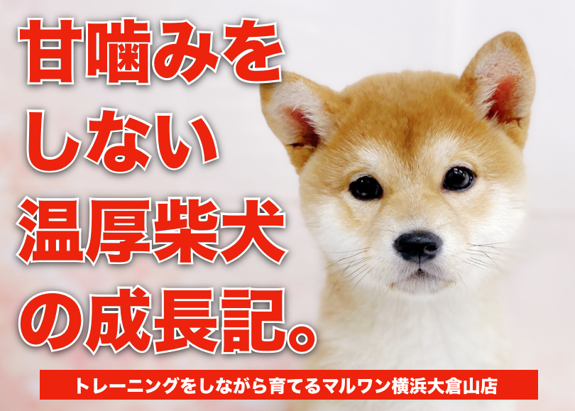 【 柴犬 】シャンプー優秀・甘噛みほぼなしの成長記録