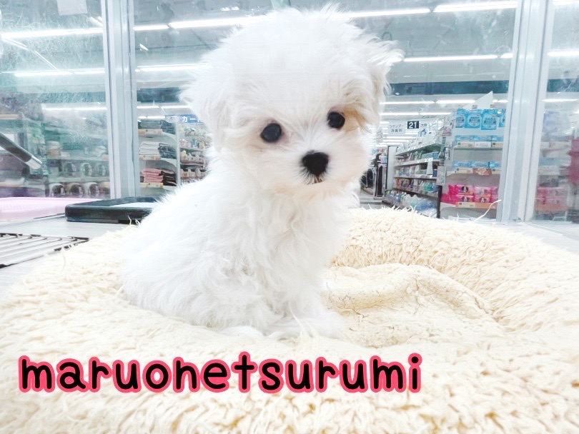 マルちゃんの事が気になってくれた方は是非一度マルワン横浜 鶴見店までお越しくださいませ♡ | マルチーズ （07-6） - 横浜 鶴見店