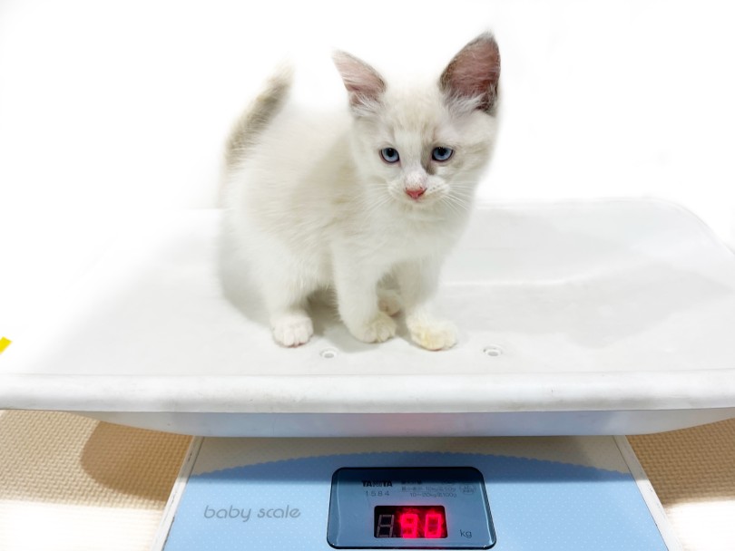生後60日時点で体重は0.9kg 大型猫らしい体格 | ラグドール （02-7） - 横浜 白楽店